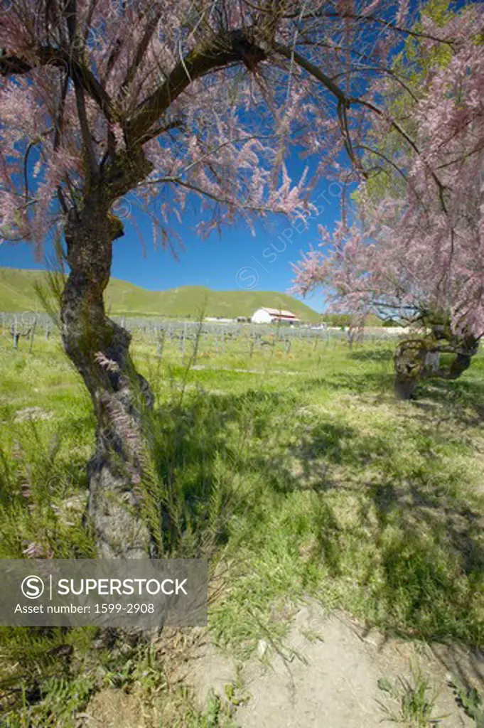 Vineyard and old barn with colorful flowers, California poppies and pink blossoming tree off Shell Road, near highway 58, Bakersfield, CA