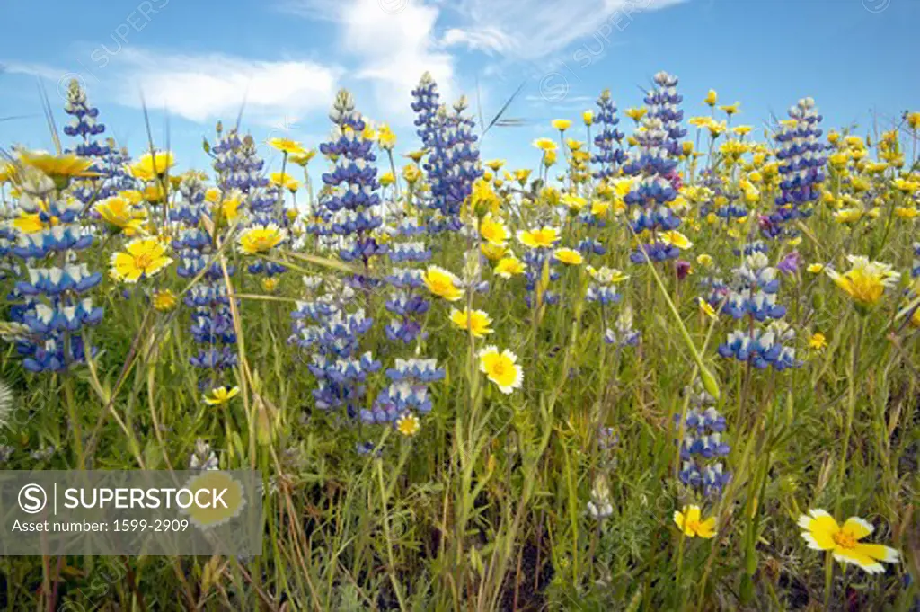 Close-up of purple lupine and a colorful bouquet of spring flowers blossoming off Route 58 on Shell Creek road, West of Bakersfield in CA