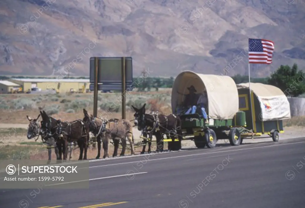 Mule team and wagon on freeway near Bishop, CA