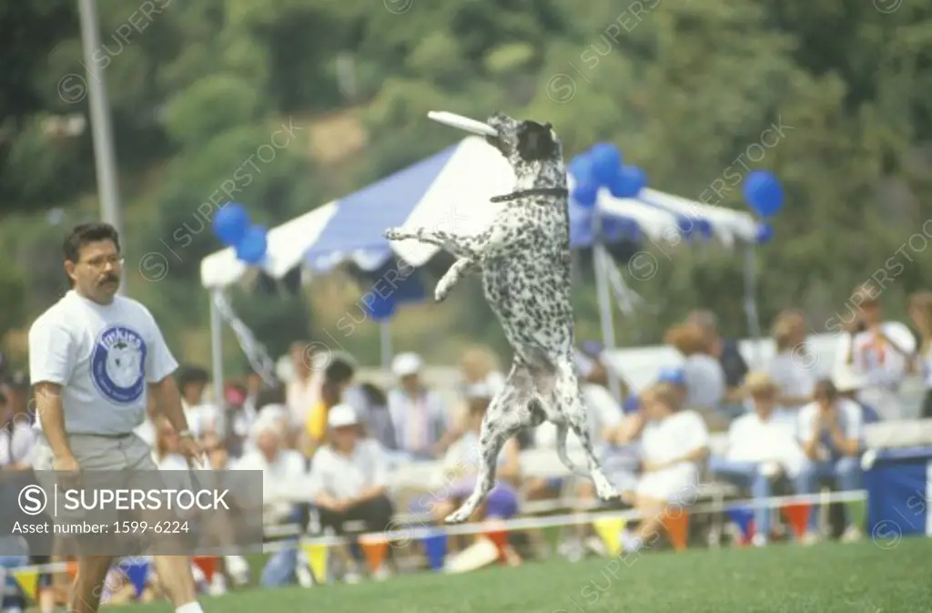 Dog and Man participating in World Championship Semi-Finals of Canine Frisbee Contest, Rose Bowl, Pasadena, CA