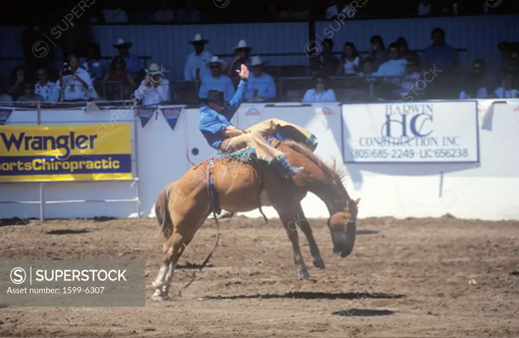 Saddle Bronco riding, Santa Barbara Old Spanish Days, Fiesta Rodeo, Stock Horse Show, Earl Warren Showgrounds, CA