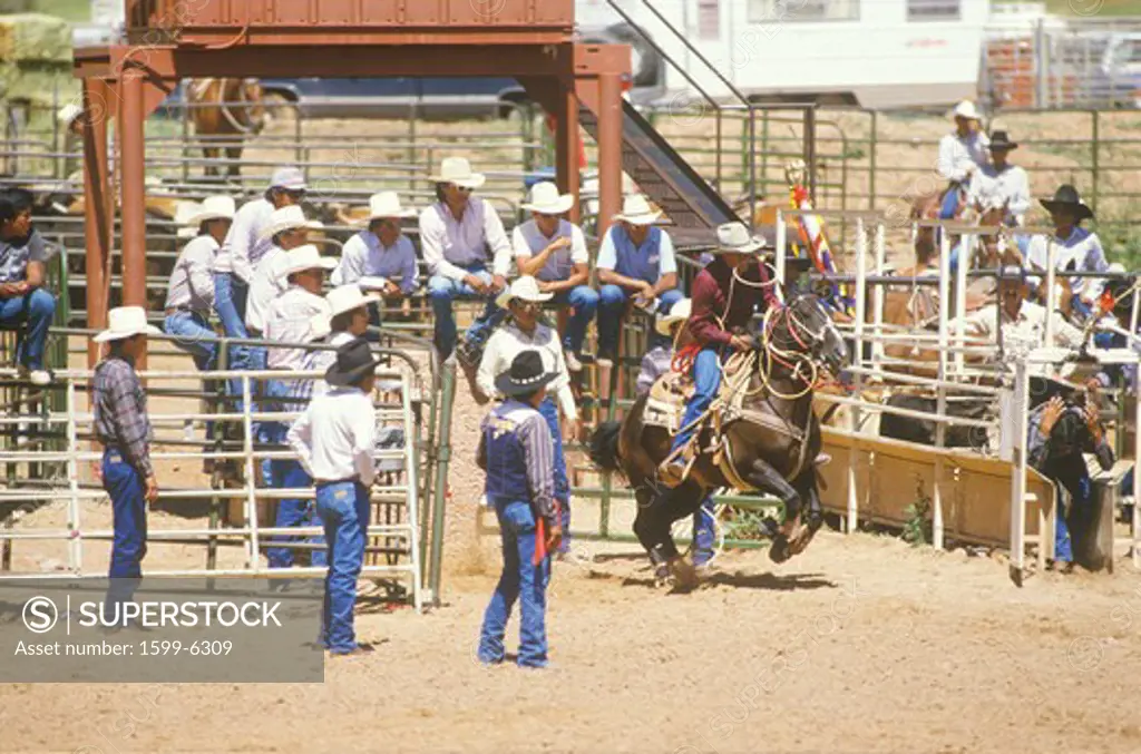 Calf roping, Inter-Tribal Ceremonial Indian Rodeo, Gallup NM