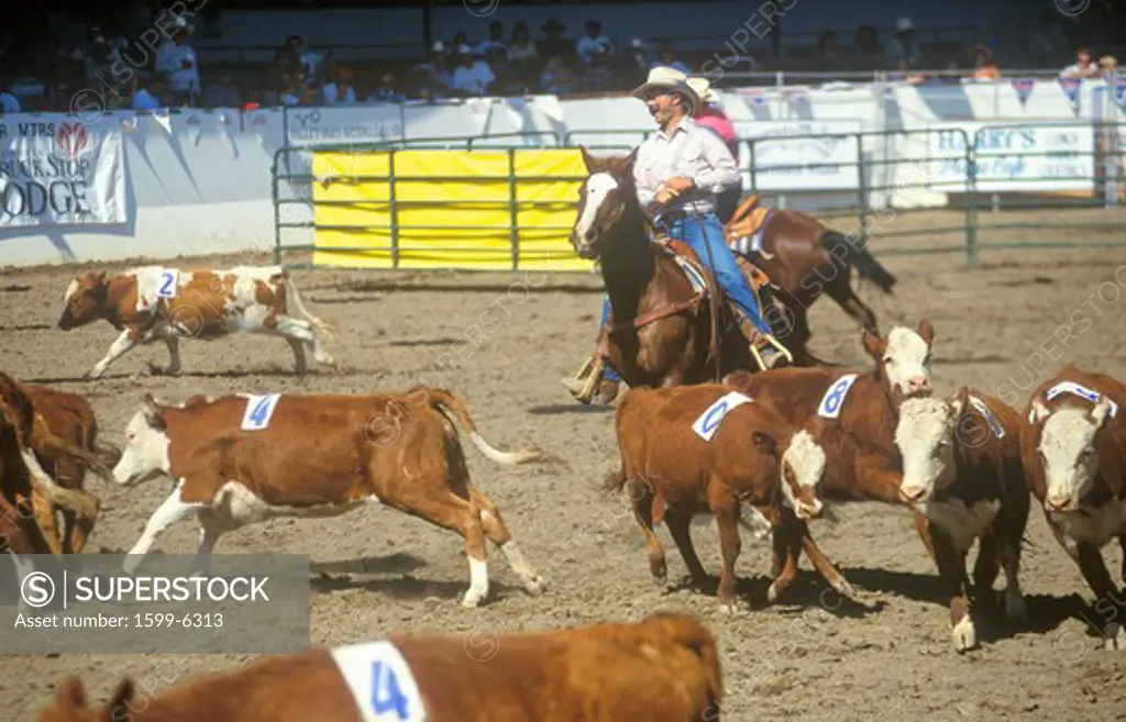 Team penning at Santa Barbara Old Spanish Days Fiesta rodeo & Stock Horse show, Earl Warren Fairgrounds