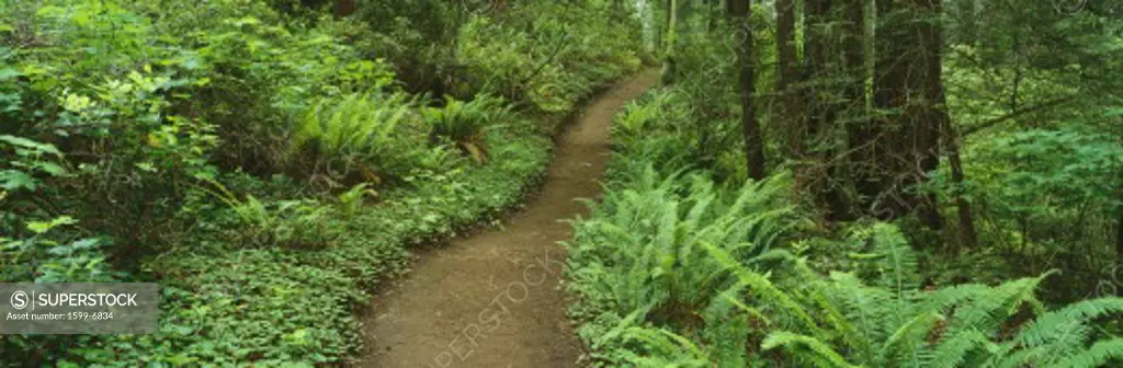 This is Del Norte State Park. It shows an old growth redwood forest. There is a small foot path going through the center of the ferns growing on either side of it.