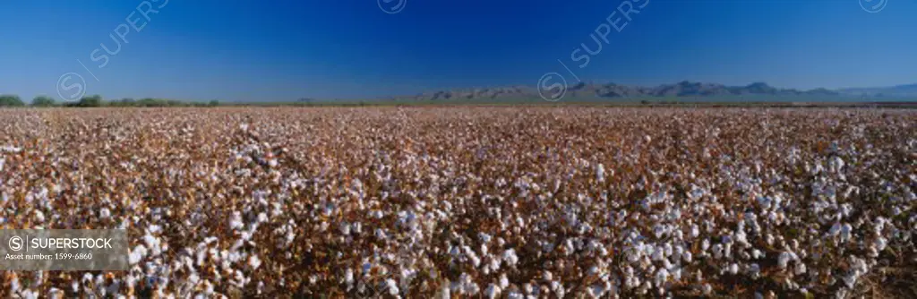 This is a large cotton field. There are rows and rows of cotton plants almost ready to be harvested.