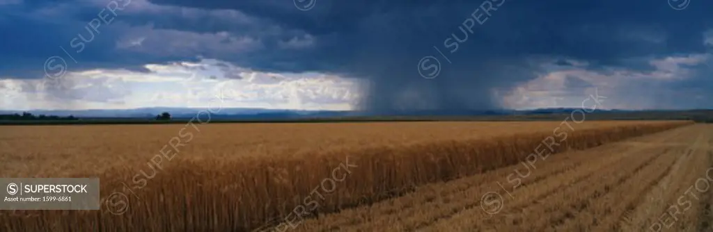 This is a summer rain storm over a wheat field. The storm clouds are grey over the field.