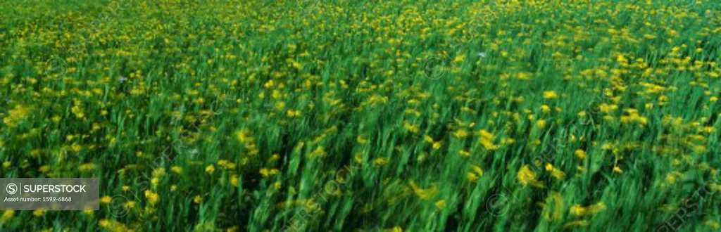This is a spring field of yellow mustard plants blowing in the wind.