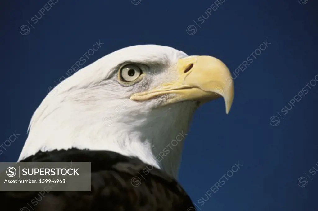 This is a mature American bald eagle from the National Foundation to Protect America's Eagles. His name is Challenger. It shows his upper body with his head and beak facing right, looking out.