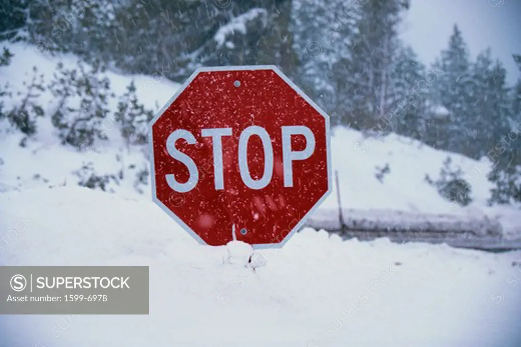 This is a stop sign after a freshly fallen snow. The snow is piled up high underneath the stop sign. The background indicates a snowy landscape.