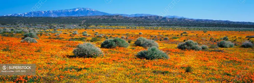 This is a field of spring wildflowers consisting of California poppies (Eschscholtzia Californica) and goldfields (Lasthenia Chrysostoma) in the Mojave Desert.