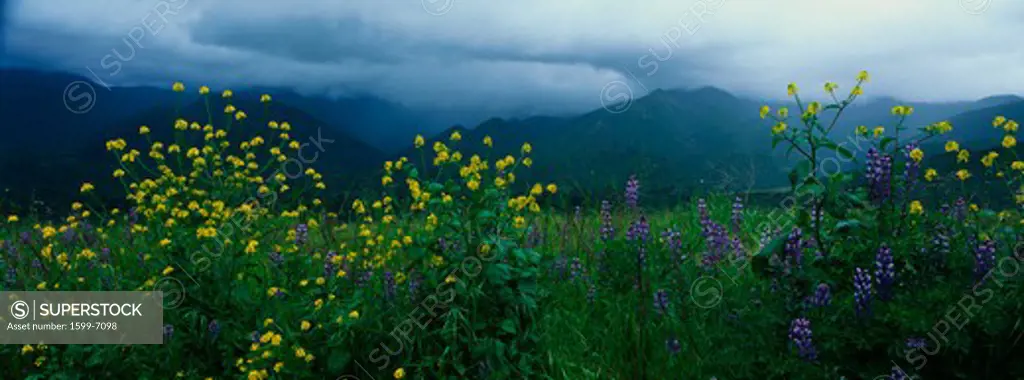 These are spring wildflowers under a stormy sky.