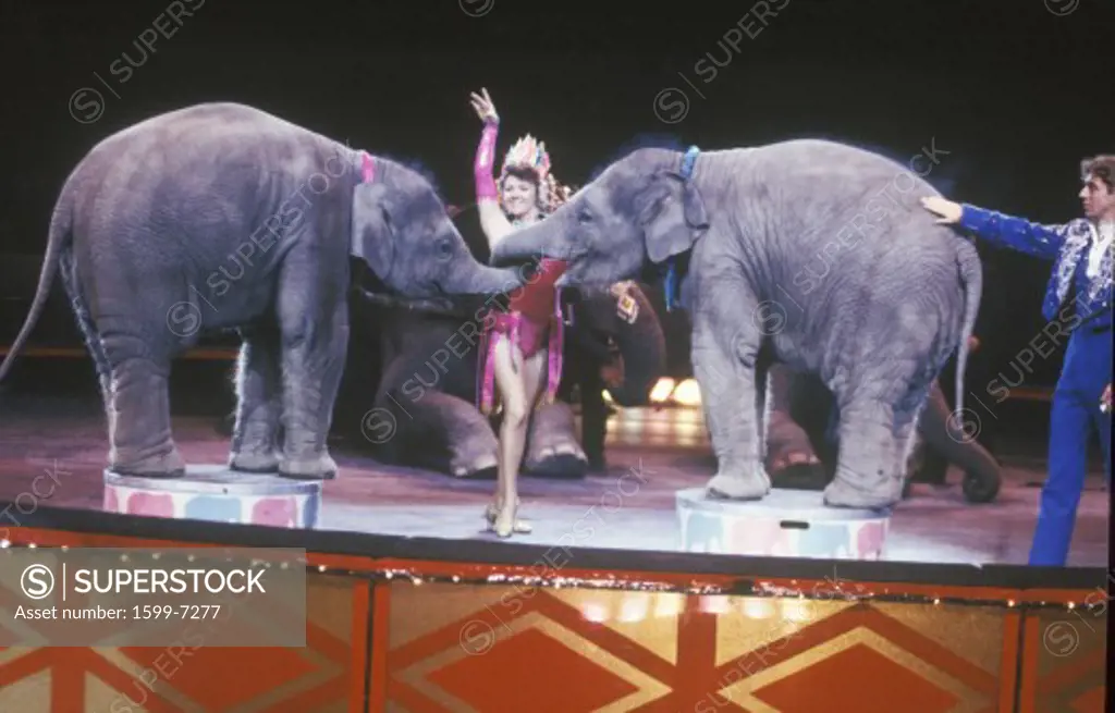 Baby Elephant Act, Ringling Brothers & Barnum & Bailey Circus