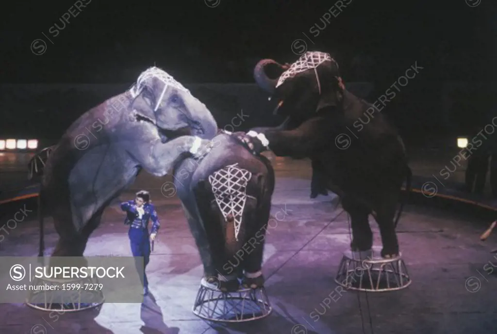 Elephant Act, Ringling Brothers & Barnum & Bailey Circus