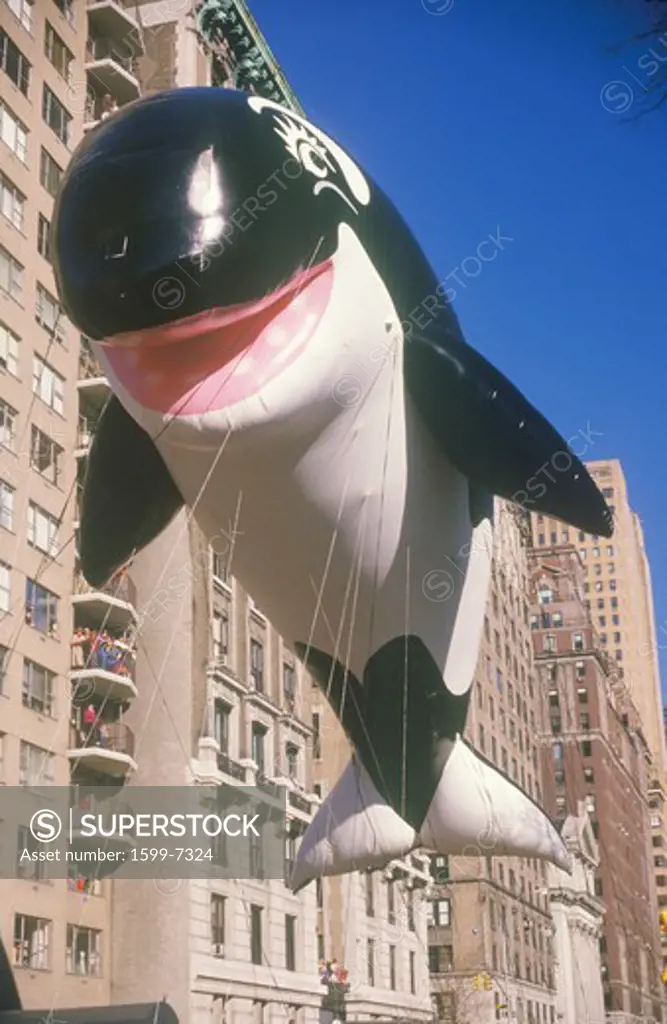 Willy the Orca Balloon in Macy's Thanksgiving Day Parade, New York City, New York