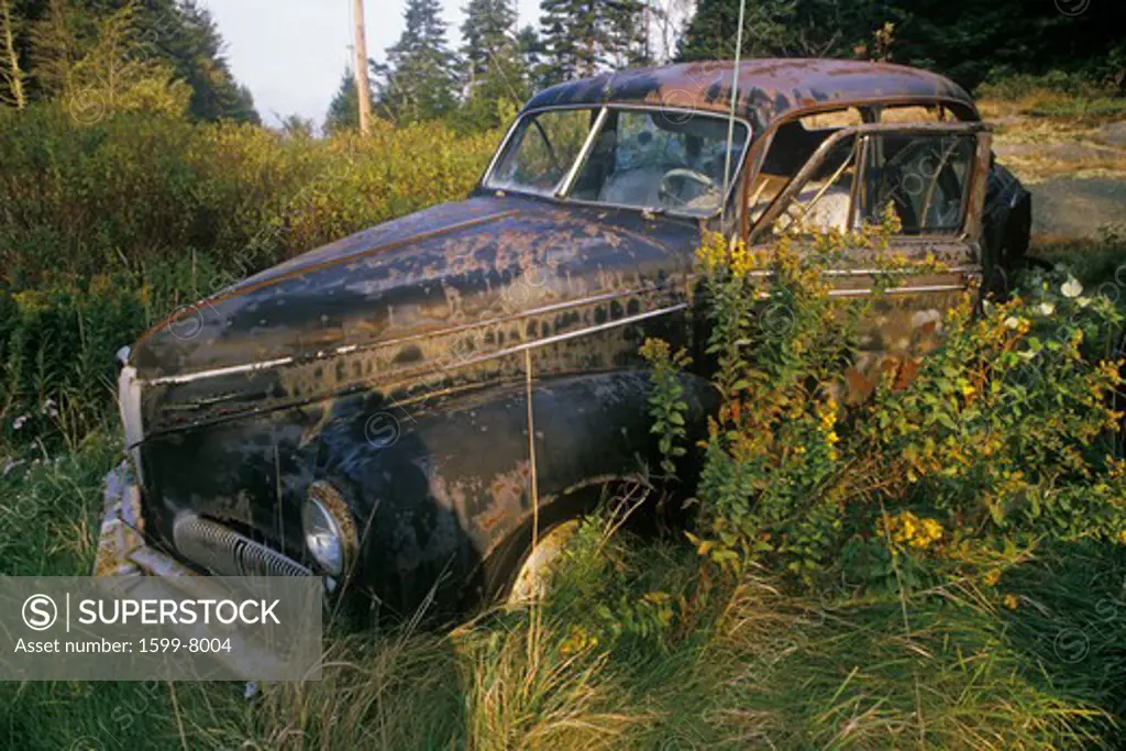 A junk car in a field of grass in Maine