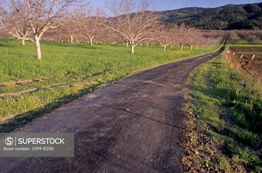 A narrow road runs beside an Spring orchard near Ojai, California
