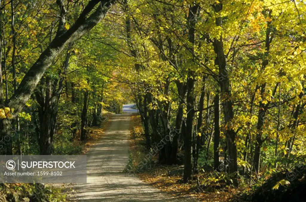 Leafy trees shade a narrow road in rural New England