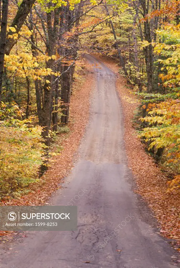 An unpaved road through the woods, Sandwich Notch Road, New Hampshire