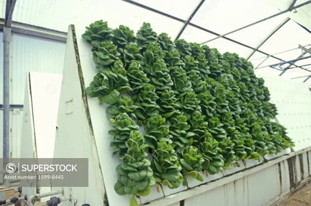 Hydroponic lettuce farming at the University of Arizona Environmental Research Laboratory in Tucson, AZ