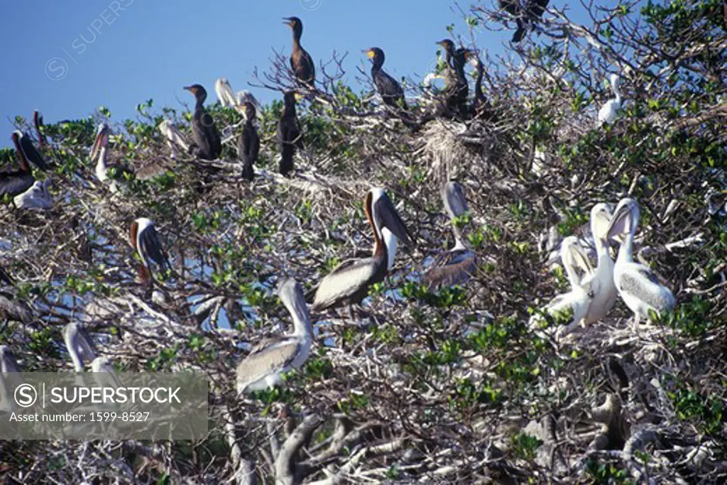Cormorants and Brown Pelicans at Everglades National Park, 10,000 Islands, FL