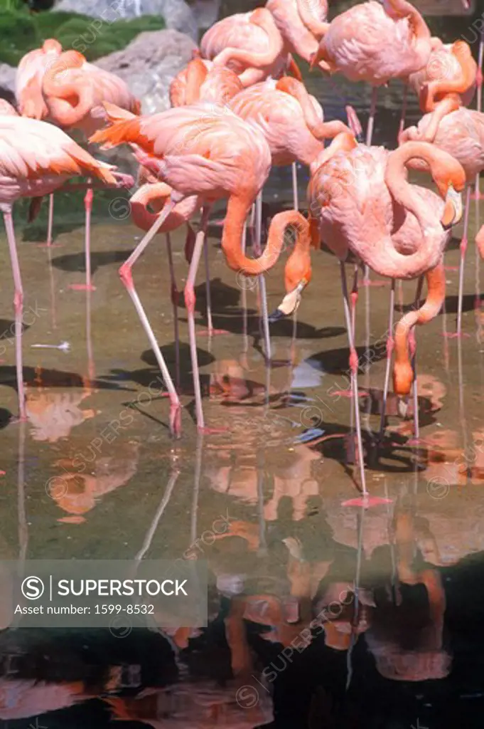 Group of Pink Flamingos in water, Sea World, San Diego, CA