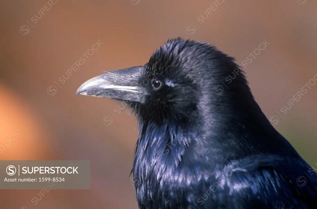 Black crow, Bryce Canyon, UT
