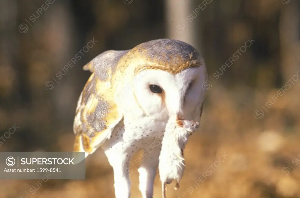 Close-up of Barn Owl holding dead mouse, Land Between Lakes, KY
