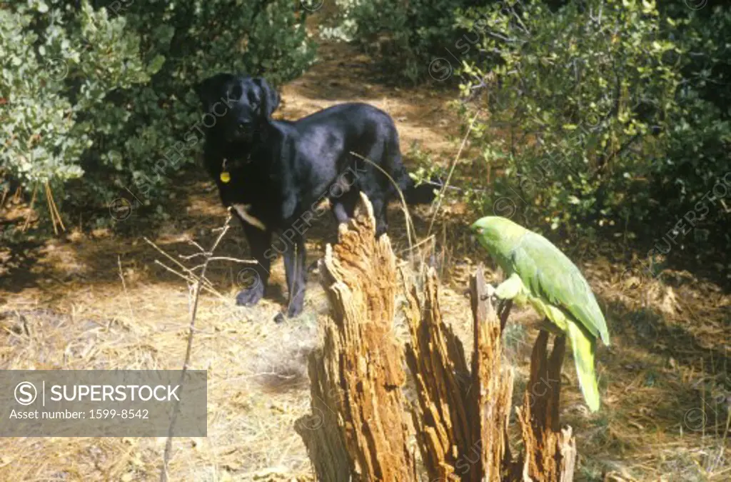 Black dog and green parrot 
