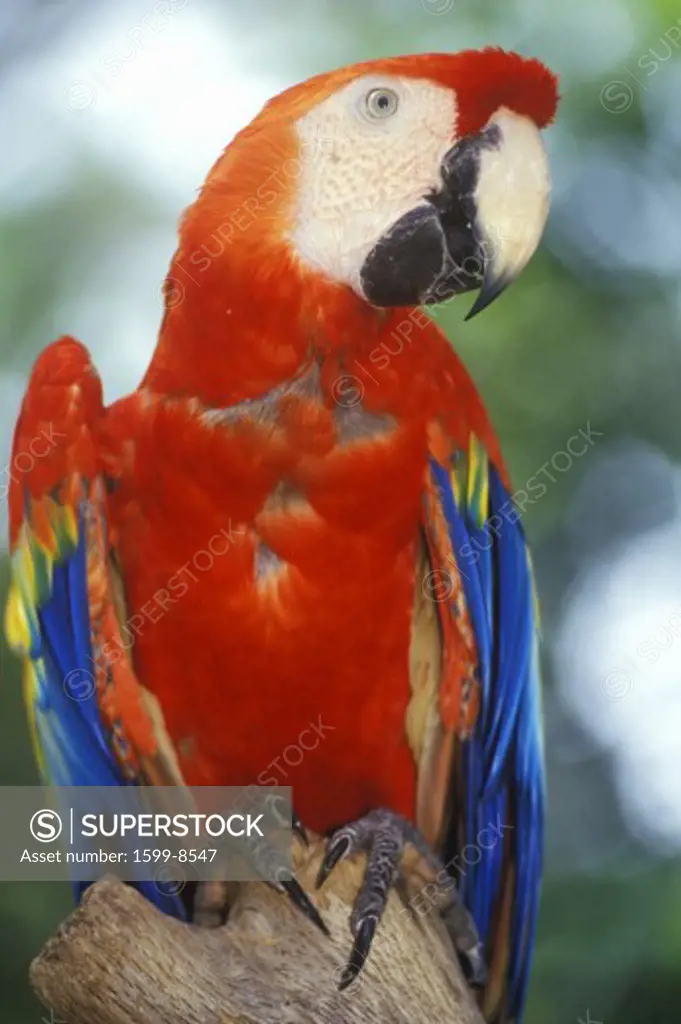 Trained Macaw parrot at Sunken Gardens, St. Petersburg, FL