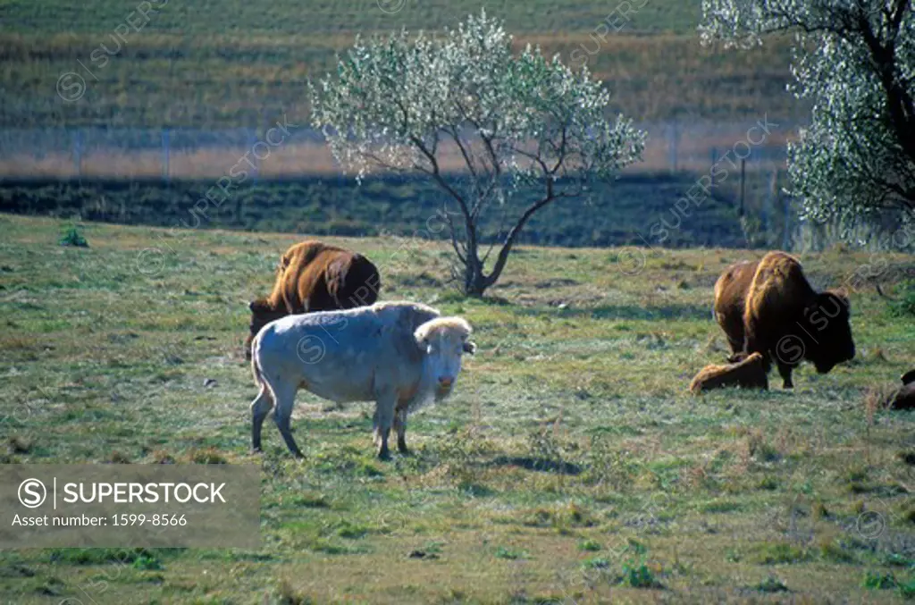 White Bison, White Clouds, Sacred buffalo, National Buffalo Museum, Jamestown, SD