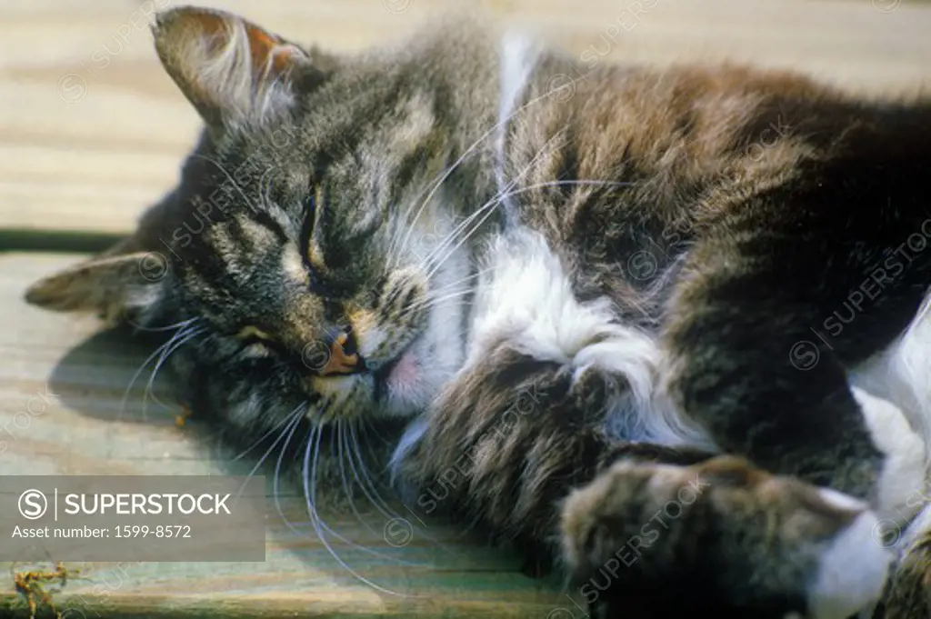Sleeping gray cat on wooden porch  