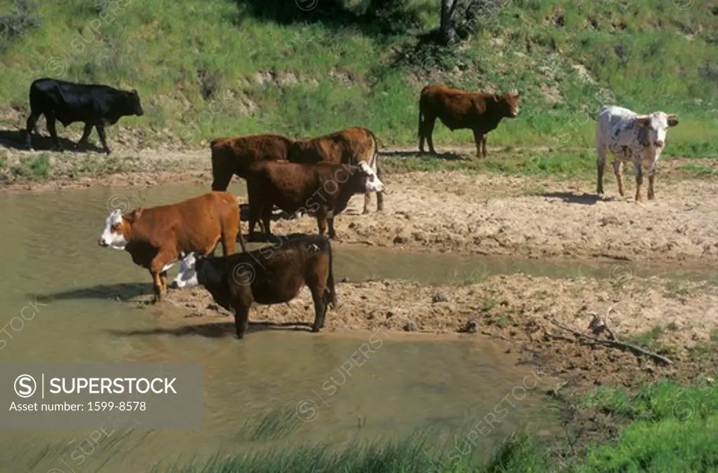 Cattle drinking out of stream, Central CA