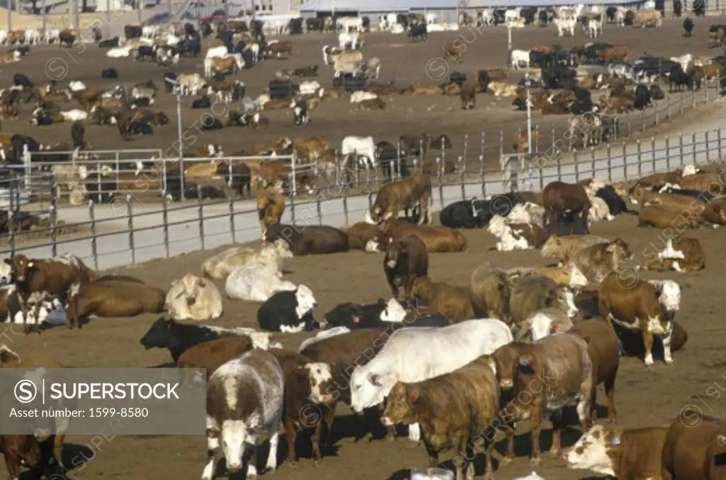 Cattle feed lots