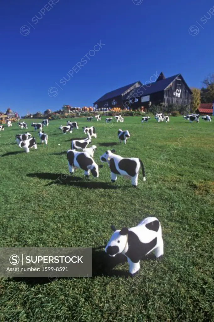 Cattle statuary grazing on lawn, Woodstock, VT