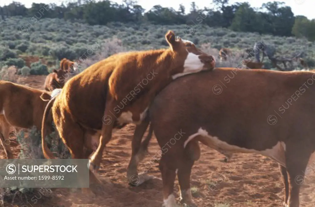 Cattle copulating, Open range grazing, UT
