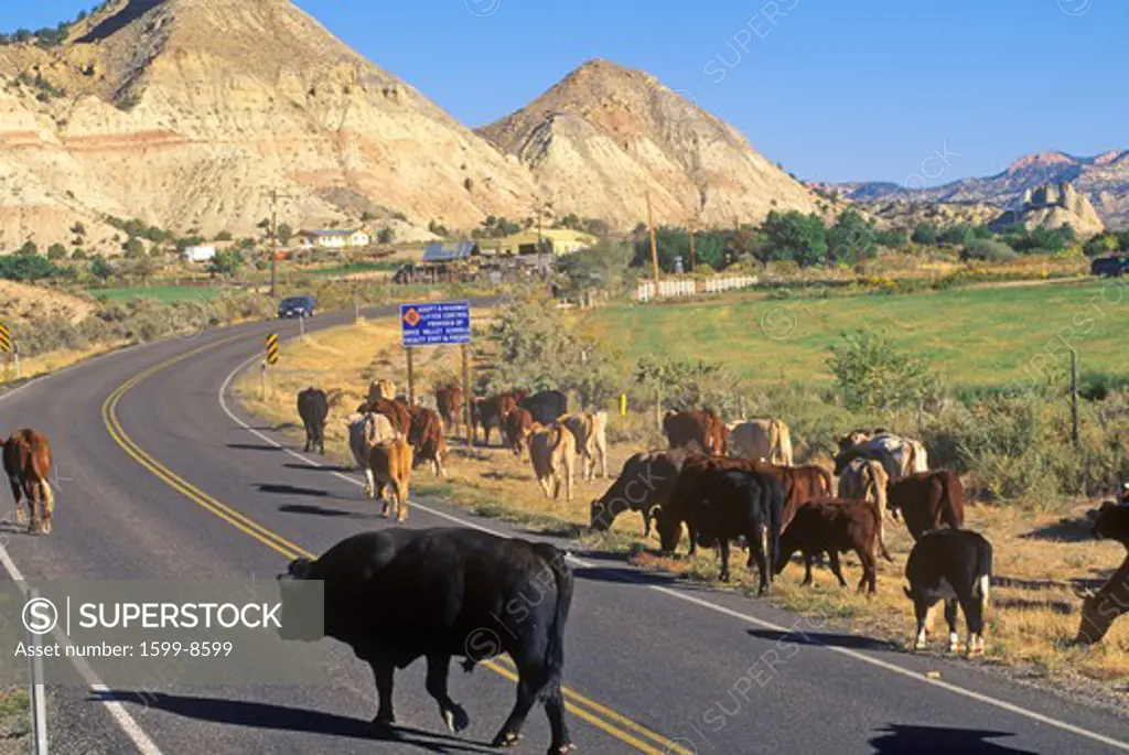Cattle drive on Route 12, Escalante, UT