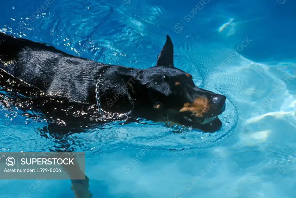 Doberman swimming in pool, NJ