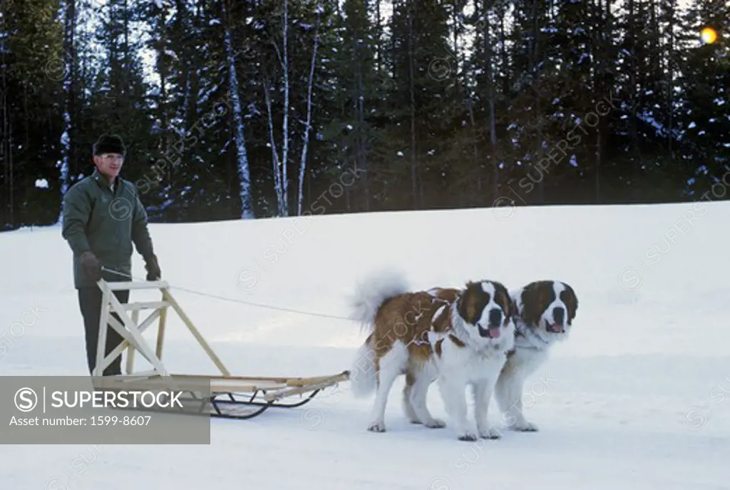 St. Bernards pulling sleigh in snow