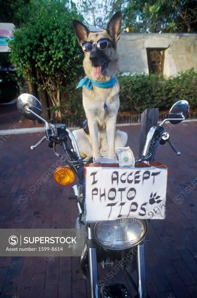 German Shepherd posing for photo, Sunset Pier, Mallory Square, Key West, FL