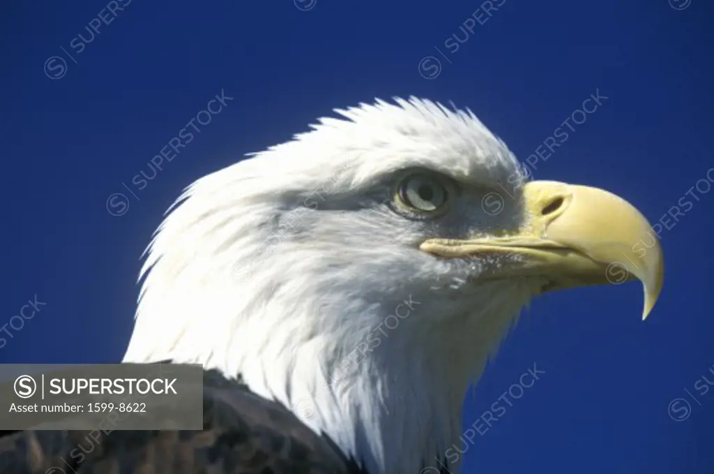 American Bald Eagle, Pigeon Fork, TN