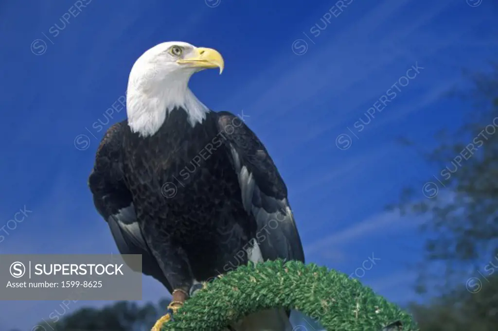 American Bald Eagle, Pigeon Fork, TN