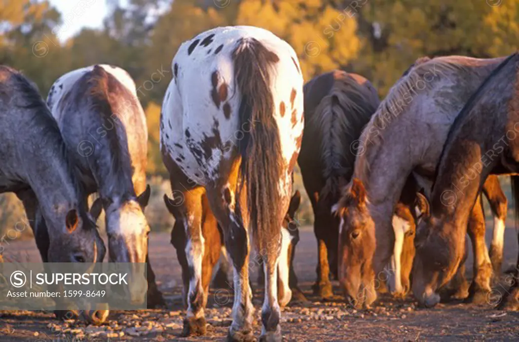 Ponies grazing, Taos, MN