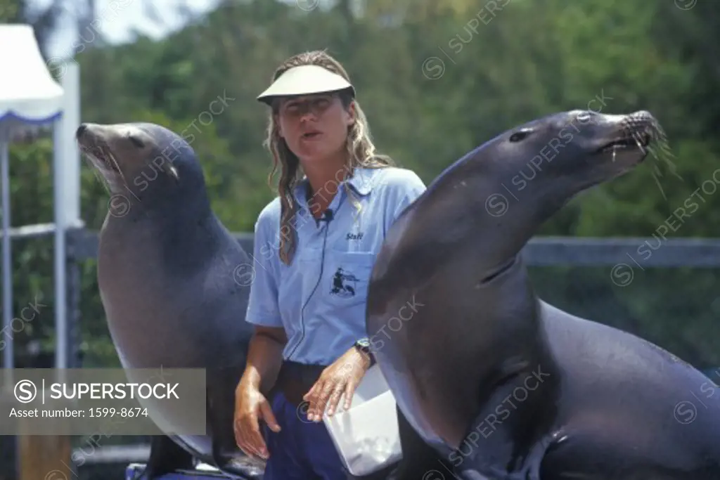 Trainer with two performing sea lions, Theater of the Sea, Islamorada, FL