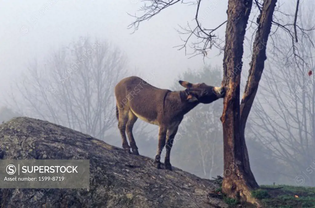 Donkey on hill with a tree in fog near Great Barrington, MS