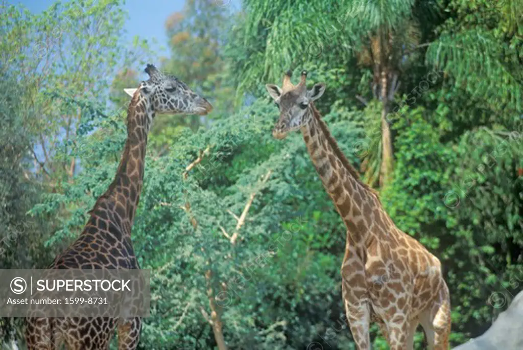 Group of Giraffes, San Diego Zoo, CA, Masai Giraffe, Giraffa Camelolpardalis