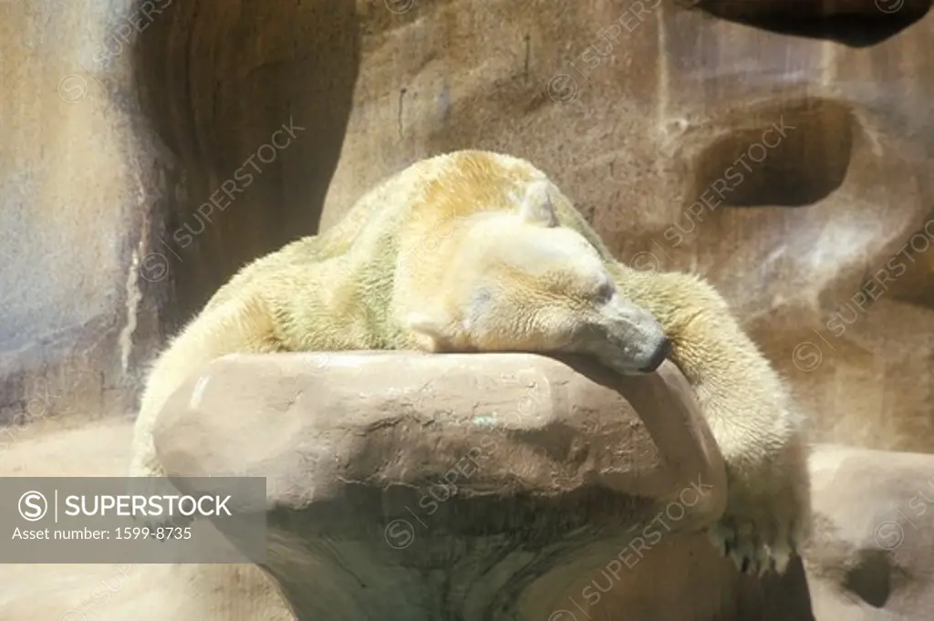Polar Bear napping at San Diego  Zoo, CA, Ursusmaritmius