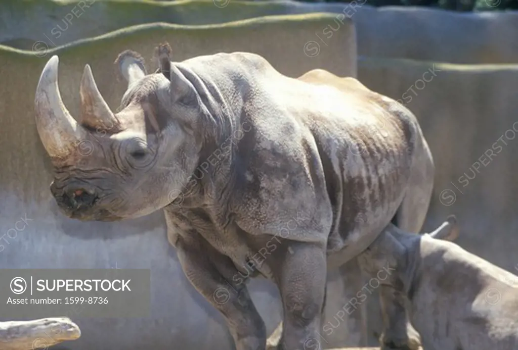 Rhinoceros with baby, San Diego Zoo, CA
