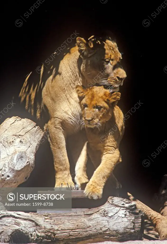 Transvaal Lion and cub, Panthera leo krugeri from Republic of South Africa
