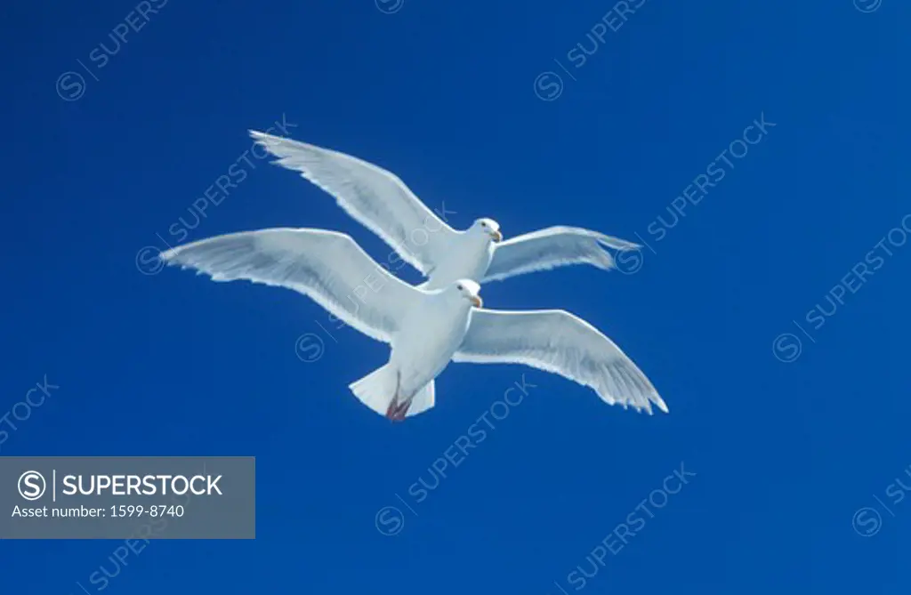 Two seagulls flying in tandem in bright blue sky