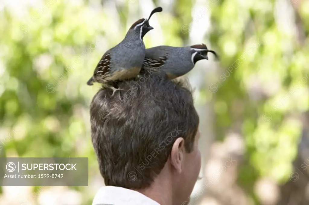 Two quail sitting on head of a male in Arizona-Sonora Desert Museum in Tucson, AZ
